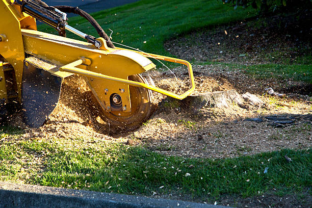 Best Tree Removal  in New Holland, PA